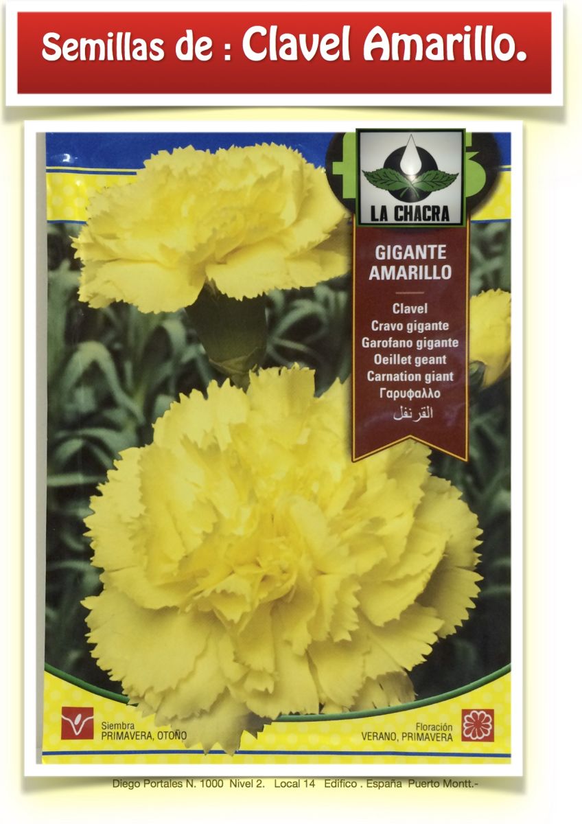 CLAVEL GIGANTE AMARILLO1