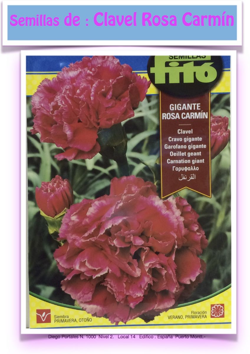 CLAVEL GIGANTE ROSA CARMÍN1