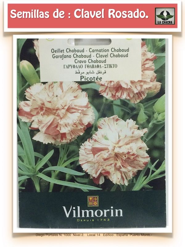 CLAVEL CHABAUD ESTRIADO1