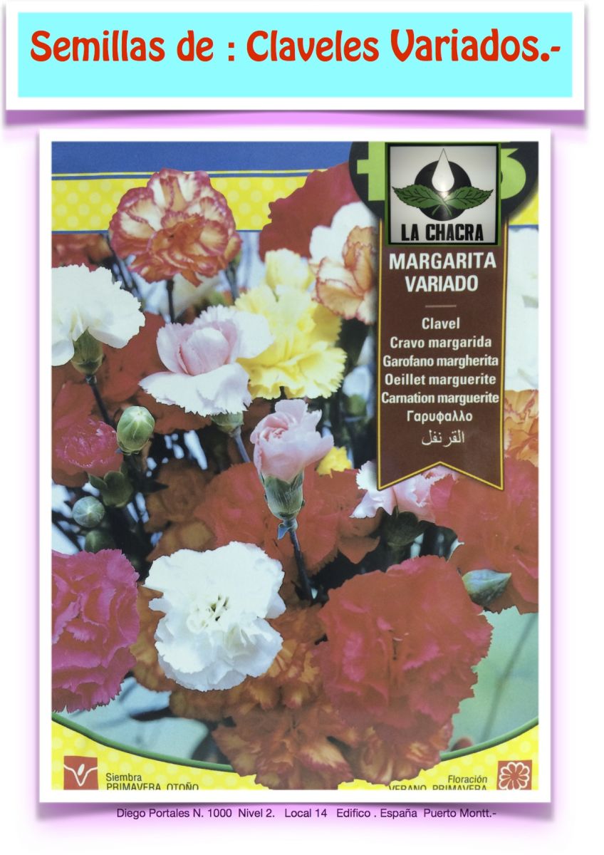 CLAVEL MARGARITA VARIADO1