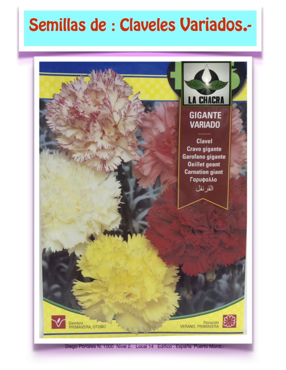 CLAVEL GIGANTE COLORES SURTIDOS1