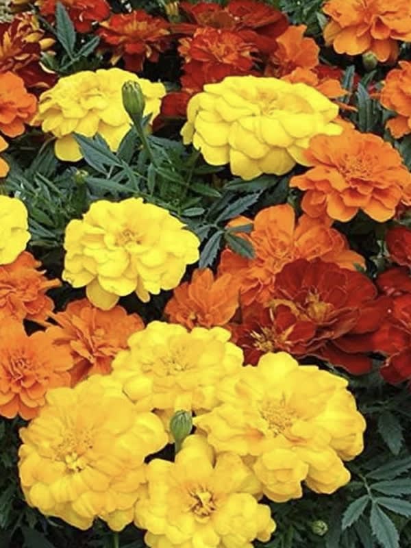 Tagete. Clavel de la India Moro Sobre. 4 Gramos2