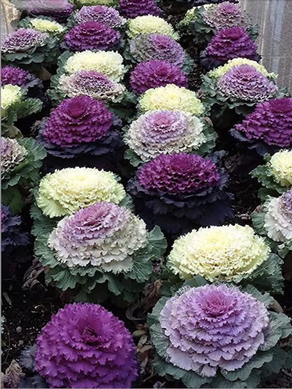 Col Ornamental, Semillas4