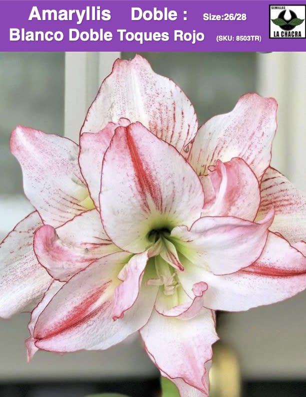 Amaryllis  Exclusivos (Bulbos) Color: Blanco Doble Toques Rojo.   Size: 24/261