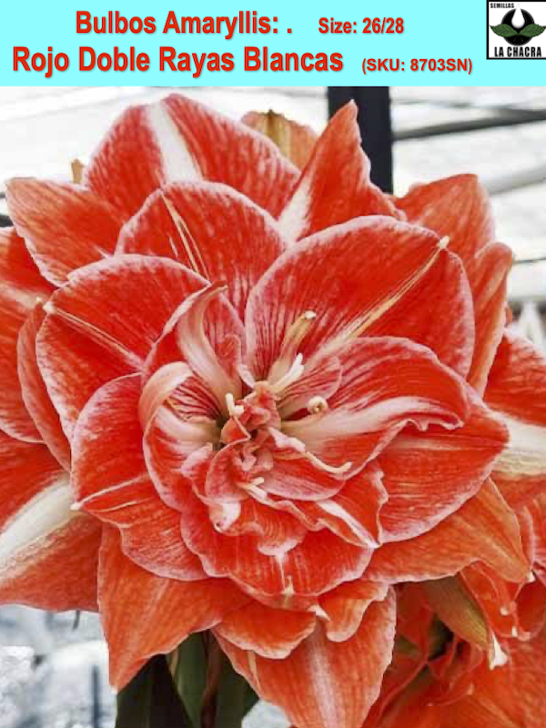 Amaryllis  (Bulbos) Rojo Doble Rayas Blancas . Size: 26/281