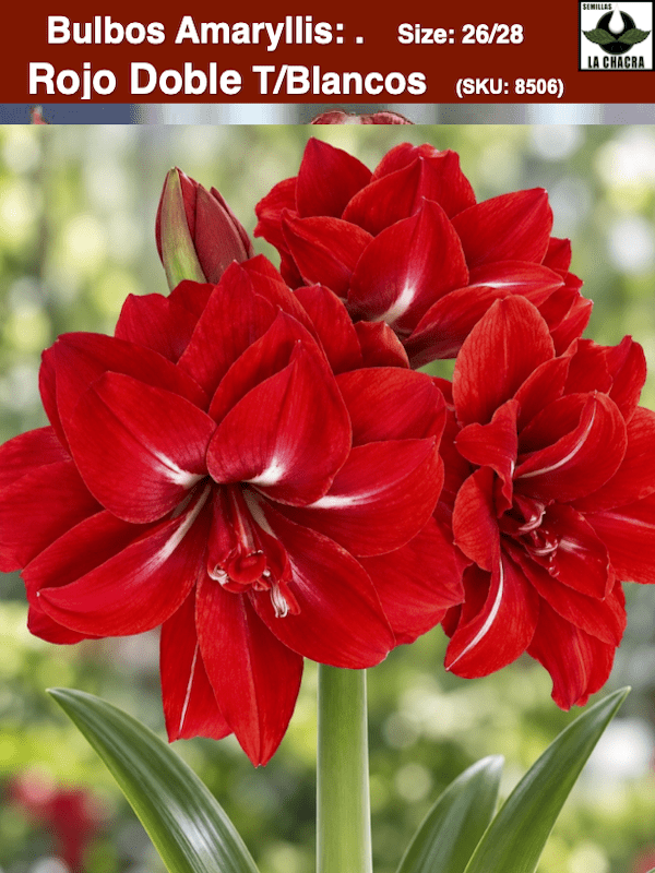 Amaryllis   Dobles (Bulbos) Rojo Doble Toques Blanco1