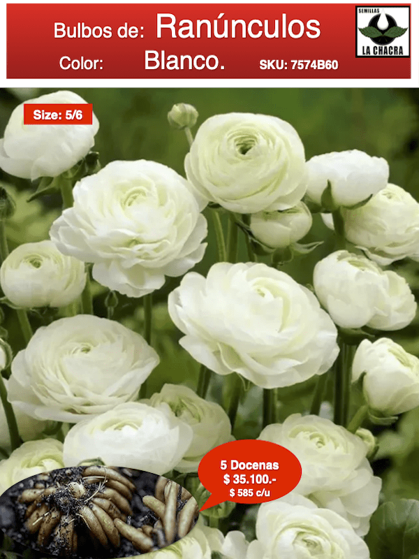 5 Docenas de Bulbos de Ranúnculos Color: Blanco. Size: 5/61