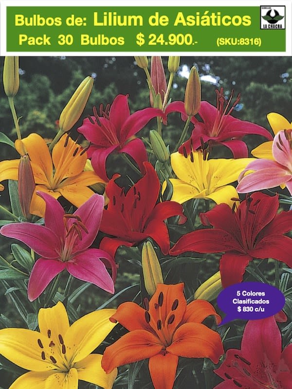 Pack 30 Bulbos Lilium Asiático de Corte con 5 Colores1