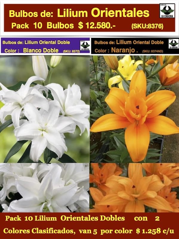 Pack 10 Bulbos Lilium Oriental Dobles  Perfumados.  5 Bulbos por color.1