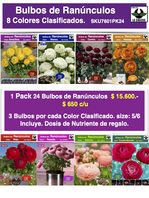 Pack 24 Bulbos de Ranúnculos Clasificados 8 Colores Size 5/61