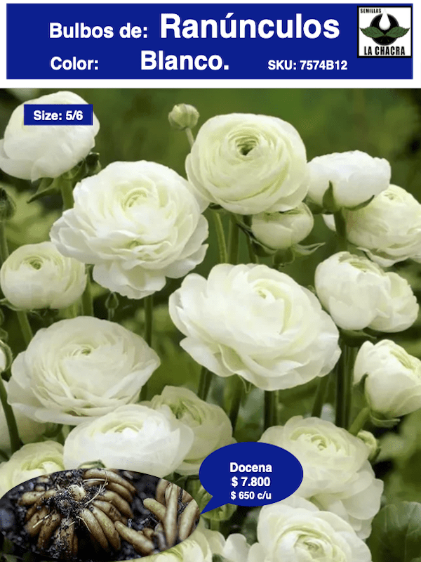 1 Docena de Bulbos de Ranúnculos Color: Blanco. Size: 5/61