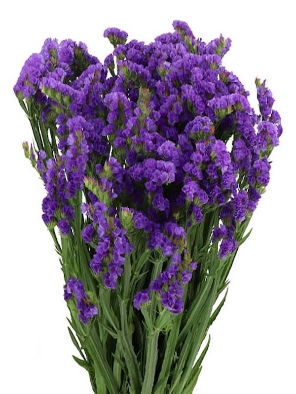 ESTATICE Sinuata Color: Azul3