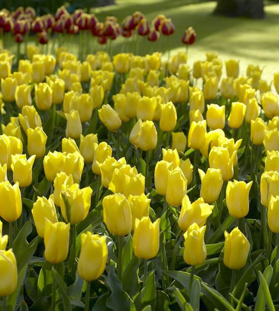 1 Docena de Bulbos Tulipas Color: Amarillo . Calibre 12-144