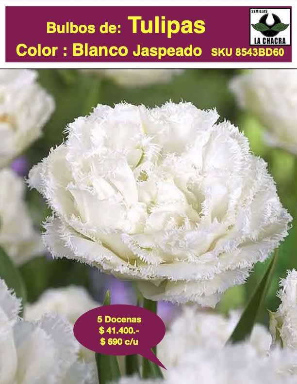 .5 Docenas de Bulbos Tulipas Color: Blanco Jaspeado . Calibre 12+1
