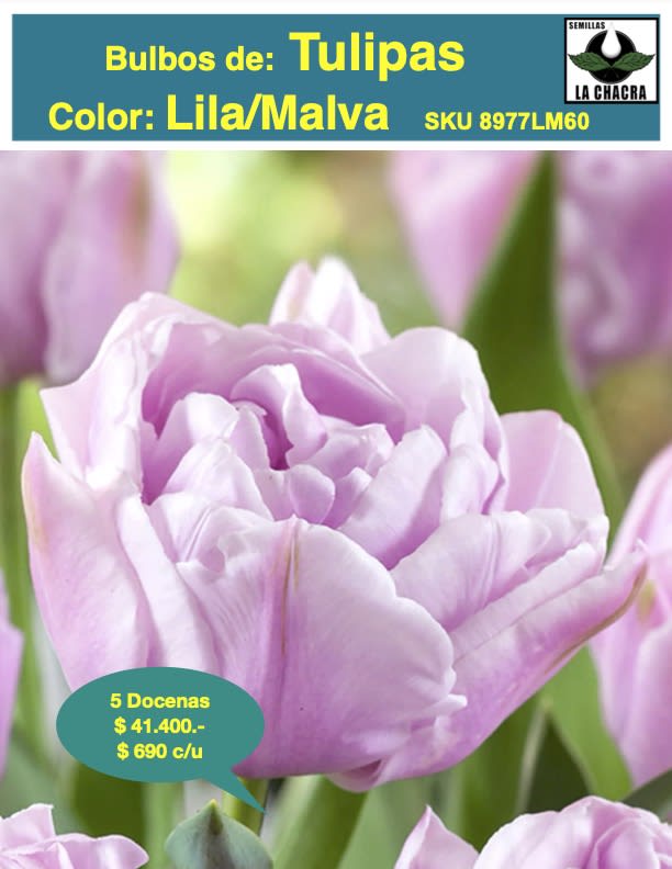 5 Docenas de Bulbos Tulipas Color: Lila/Malva . Calibre 12+1