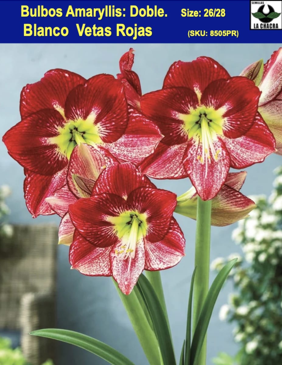 Amaryllis  Exclusivos Color: Blanco  Vetas Rojas Size: 26/282