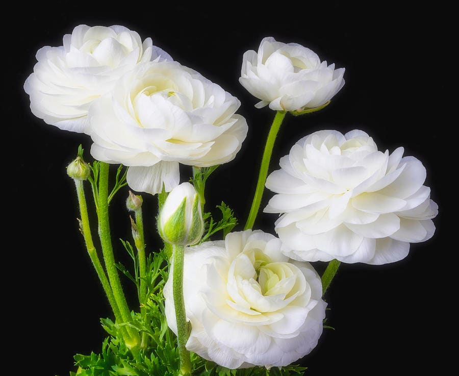 1 Docena de Bulbos de Ranúnculos Color: Blanco. Size: 5/62