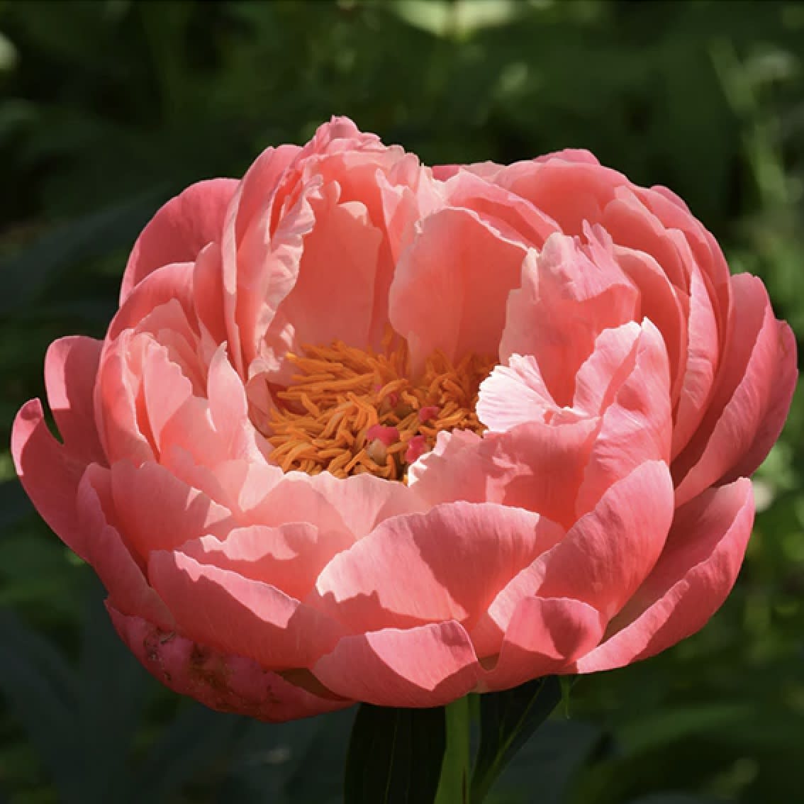 Rizoma de Peonía: Hawaian3