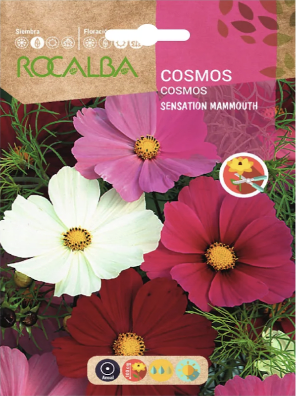 COSMOS Sensation Gigante1