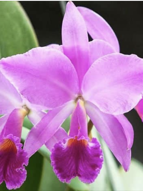 Sustrato Premium para Orquídeas. Bolsa. 2 Litros.3