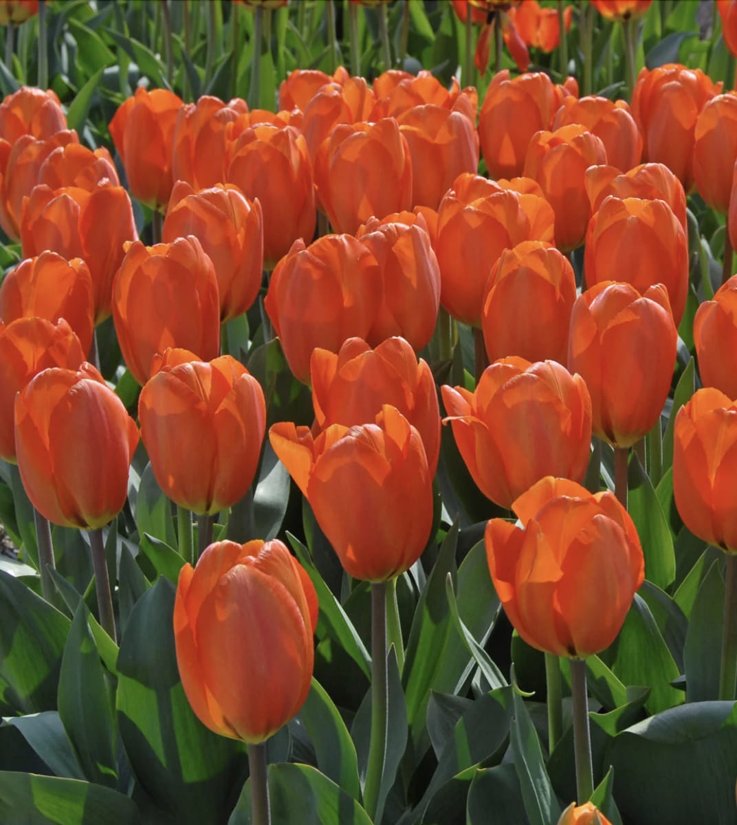 1 Docena de Bulbos Tulipas Color: Naranjo . Calibre 12-142