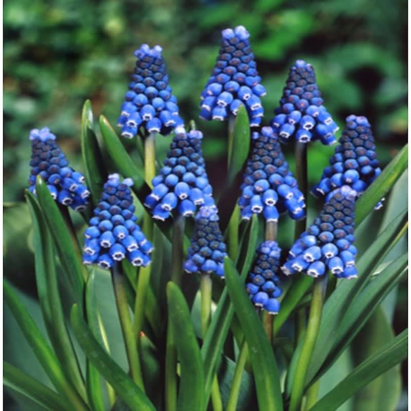 1 Docena de Bulbos de Muscaris Azul Size: 5/63