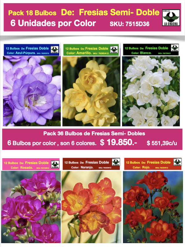 Pack 36 Bulbos Fresias Semi-Dobles. ( 6 Colores Disponibles)  Size: 5+1
