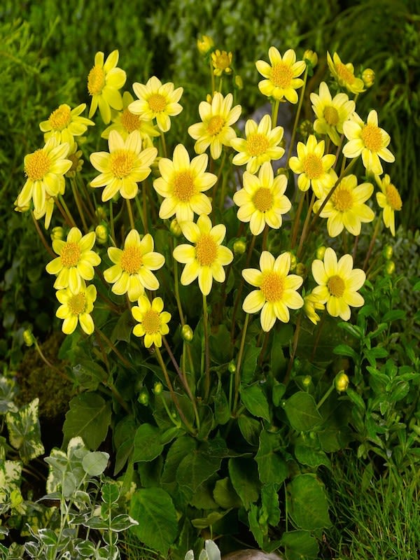 Champas Bulbos de Dalias Top Mix Enanas Color: Amarillo2