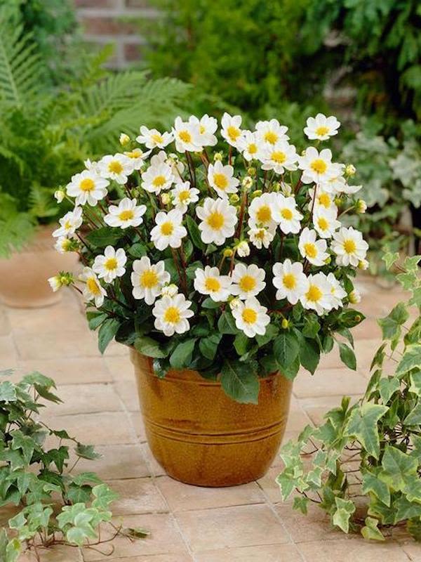 Champas de Dalias Top Mix Enanas Color: Blanco2