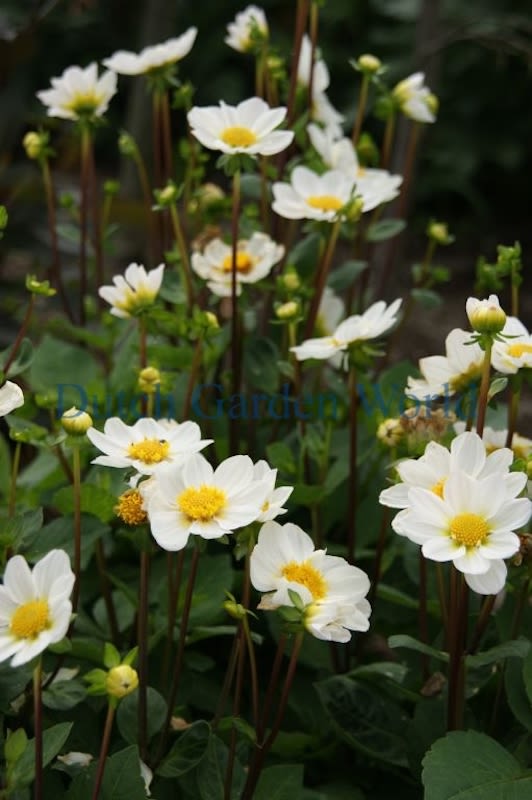 Champas de Dalias Top Mix Enanas Color: Blanco3