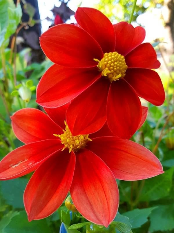 Champas Bulbos de Dalias Top Mix Enana Color: Rojo2