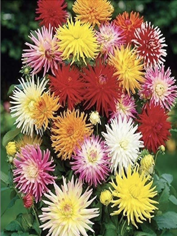 Dalia Cactus Híbrida Doble Colores Variados4