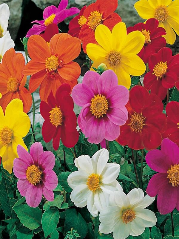 Dalia Ideal Enana Doble Variada3