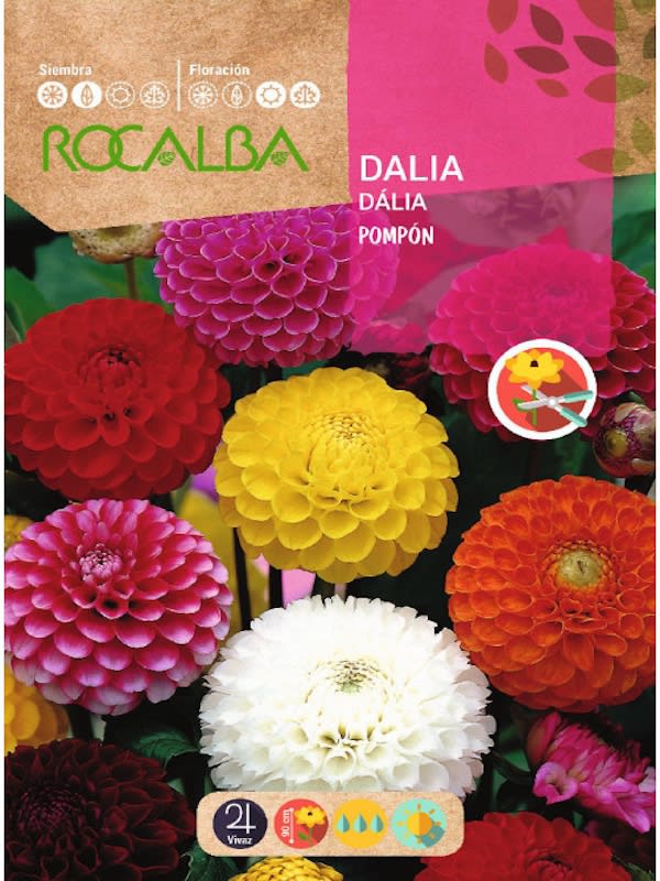 Dalia Pompón Doble, Variada1