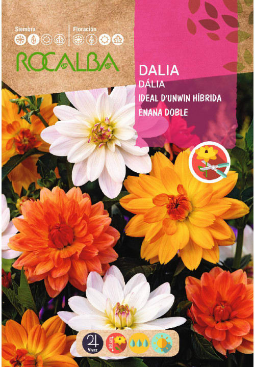 Dalia Ideal Enana Doble Variada1