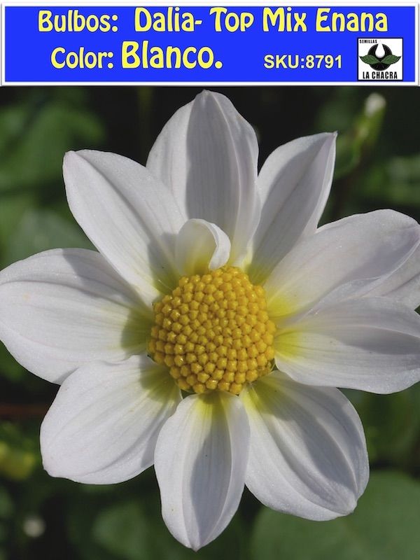 Champas de Dalias Top Mix Enanas Color: Blanco1