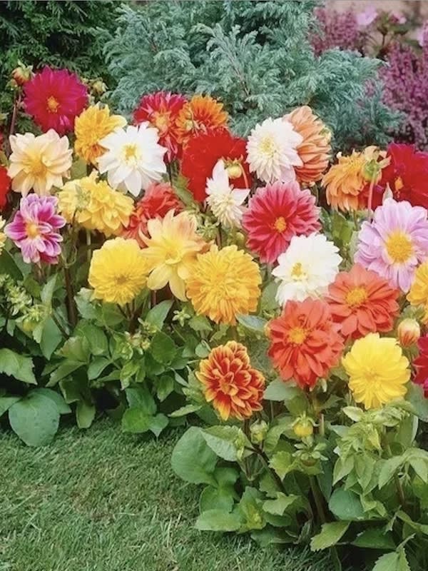 Dalia Ideal Enana Doble Variada2