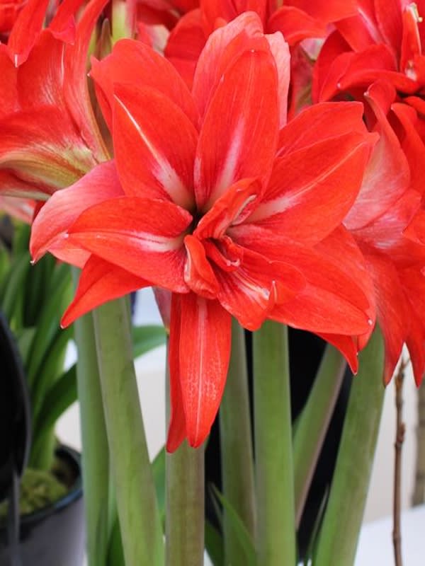 Amaryllis  Exclusivos Color: Rojo Doble Vetas Finas Blancas. Size: 26/284