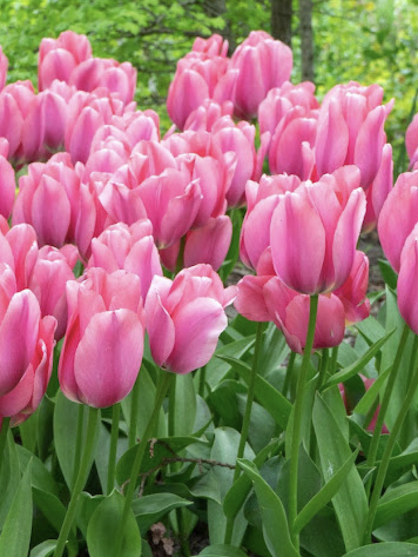 60 Bulbos Tulipas. Color Rosado. Size: 12+2