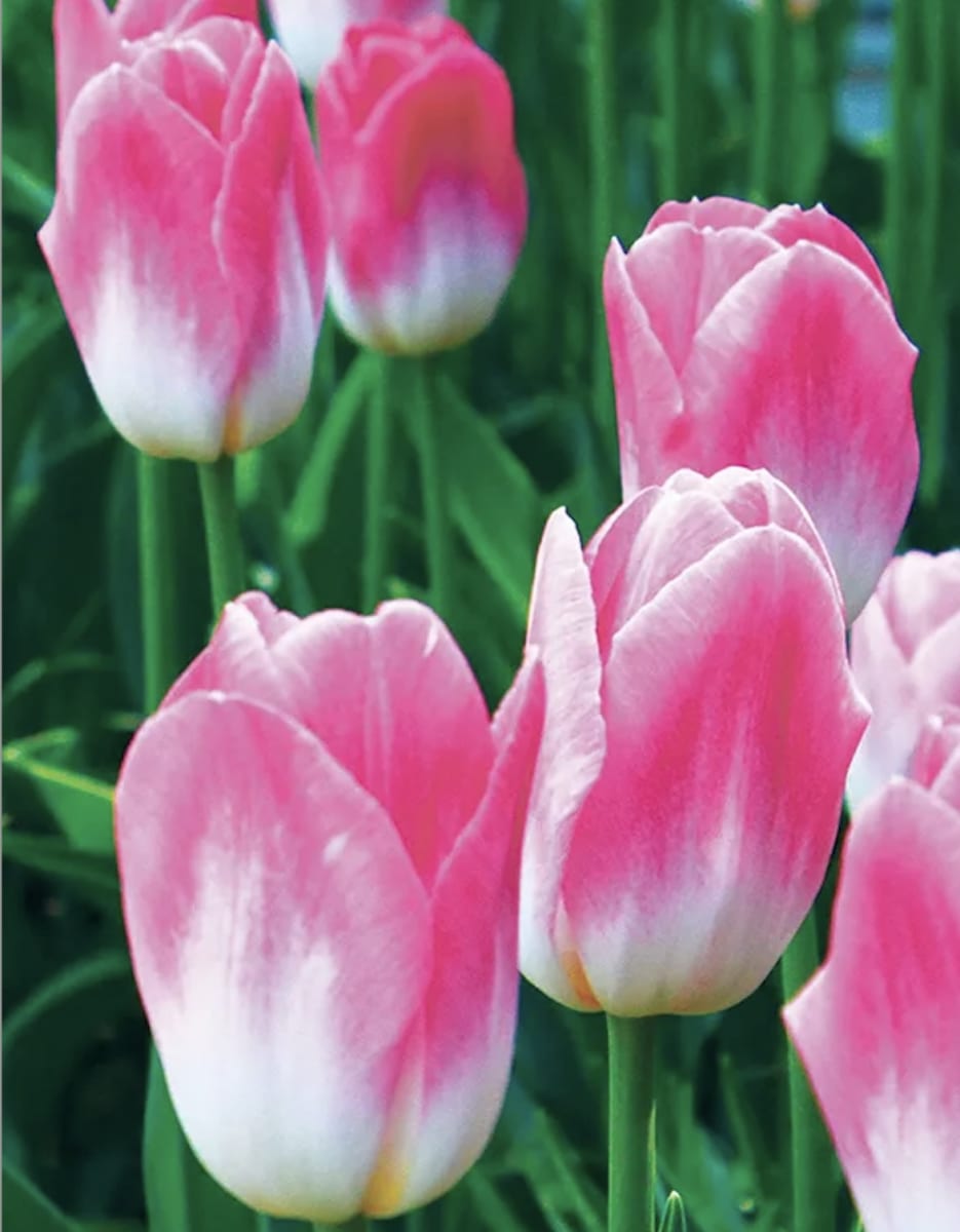 5 Docenas de Bulbos Tulipas Color: Rosado/Blanco. Calibre 12+2