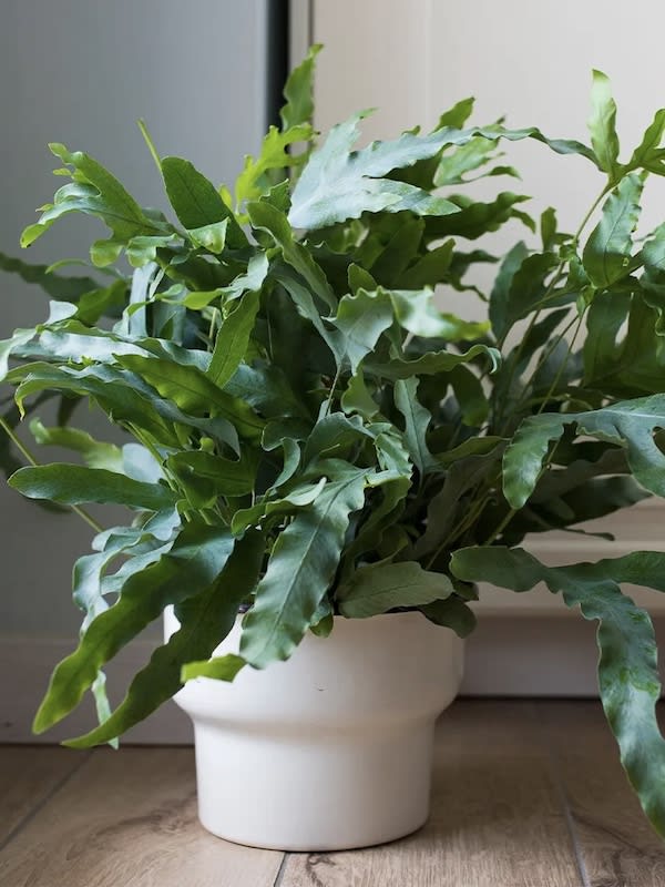 Mostaza Blanca, Semillas2