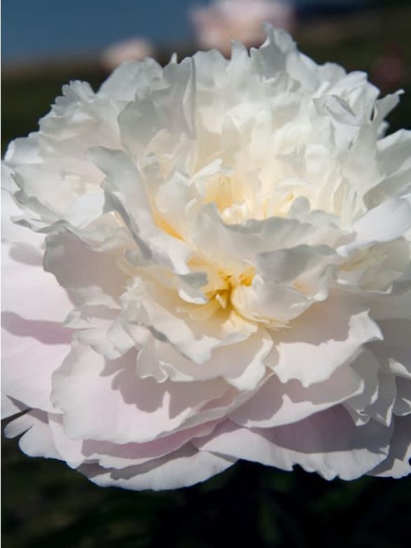 Rizoma de Peonía.Flor Gardenia3