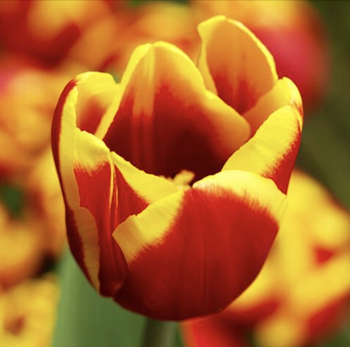 5 Docenas de Bulbos Tulipas Color: Rojo/Amarillo. Calibre 12+2