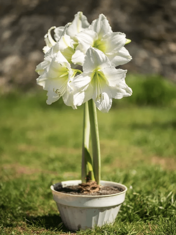 Amaryllis Exclusivos  Color: Blanco Doble. Size: 26/283
