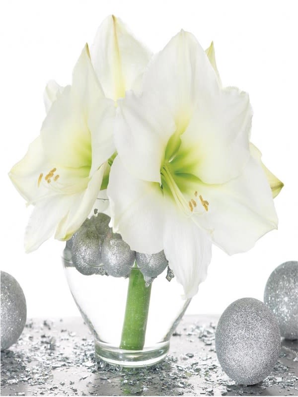 Amaryllis Clásico.Calibre Grande.  Bulbos. Color Blanco.3