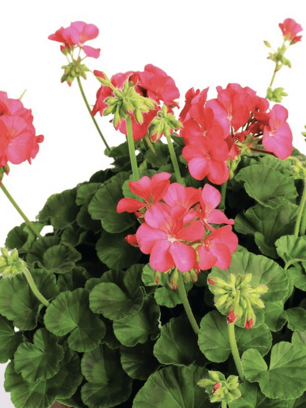 GERANIOS. Color Violeta4