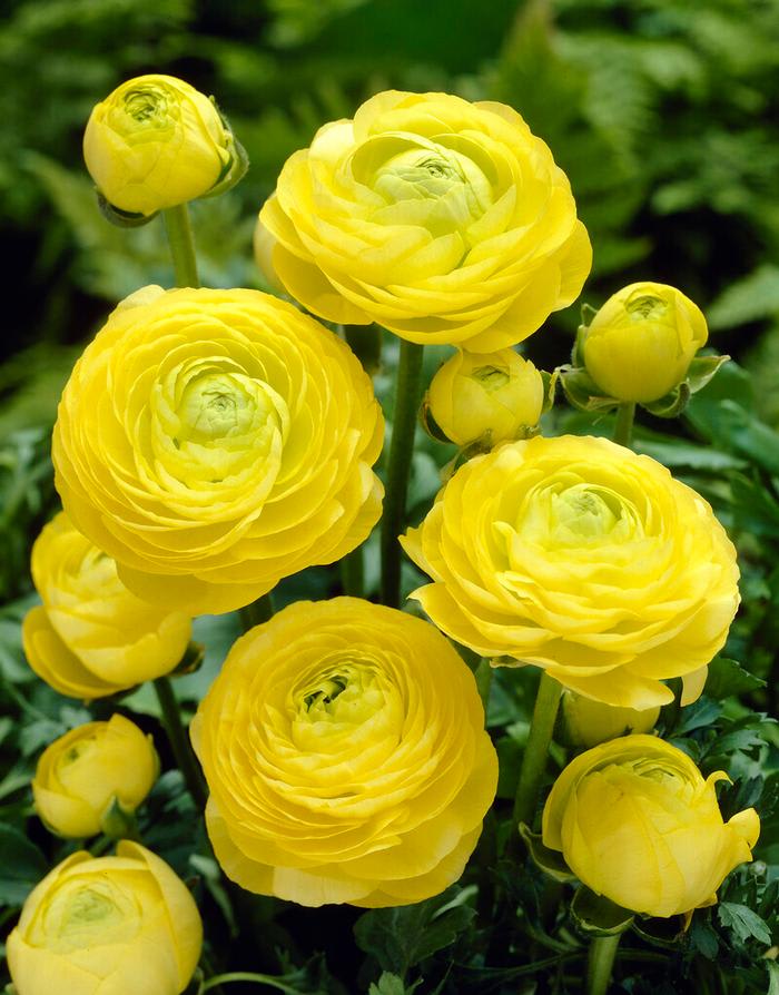1 Docena de Bulbos de Ranúnculos Color: Amarillo. Size: 5/63