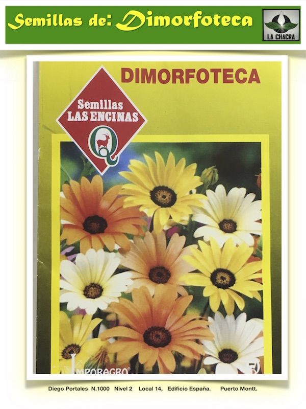 Dimorphoteca Daysy African1