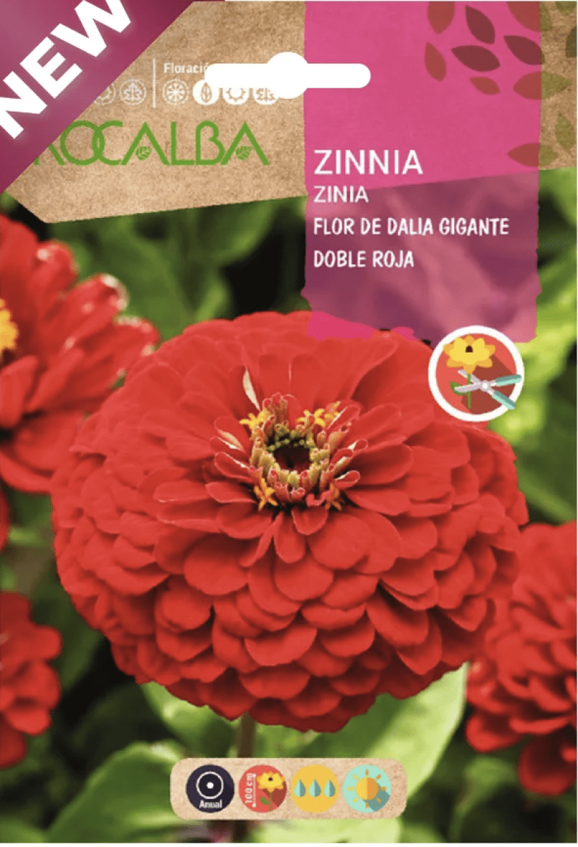 ZINNIA Flor de Dalia Gigante Doble Roja.1