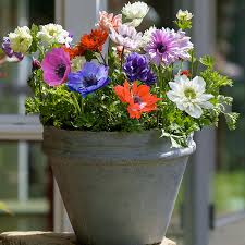 Bulbos Anémonas,  Colores Variados. Pack 12 Bulbos Importados3